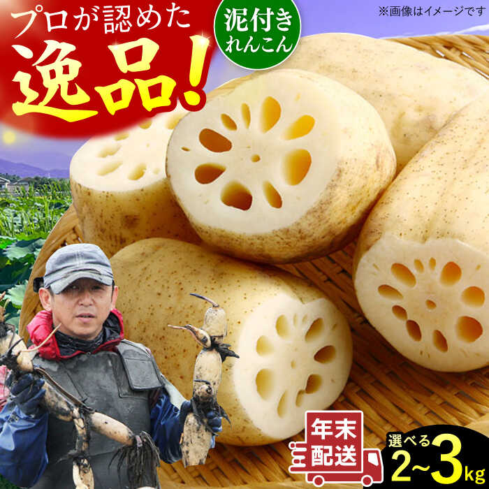 【ふるさと納税】【選べる内容量】【年末発送】田島屋れんこん 2kg-3kg（泥付き）/ れんこん レンコン 蓮根 佐賀県産 白石町産 / 佐賀県 / 田島屋れんこん [41ASDA003]