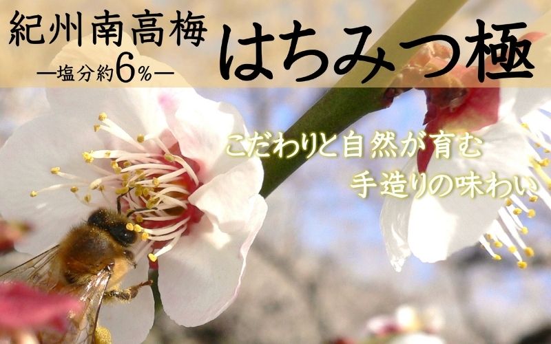 紀州南高梅 はちみつ極 塩分約6％ 850g ［YM10m］ 【yamada009A】