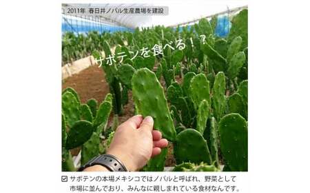 メキシコ生まれ春日井育ちの健康野菜 食べるサボテン「春日井ノパル」300ｇ×２パック　サボテン 多肉植物 ウチワサボテン 食用サボテン ノパル ノパール ノパレス NOPAL スーパーフード　ダイエッ