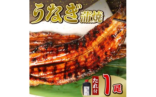 【7月16日～7月19日にお届け】 土用の丑の日 ！うなぎ 蒲焼 1尾 140g  鰻蒲焼 ウナギ かばやき 土用 丑の日  活鰻 自家製蒲焼 たれ 山椒 ギフト 贈答   冷蔵 まとめ買い 静岡県 藤枝 ふるさと人気