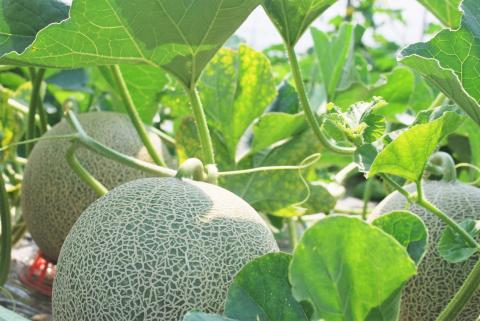 【先行予約】北海道栗山町産 幻のメロン 大箱（4～6玉 計8kg程度）