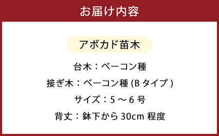 【数量限定】アボカド 苗木 Bタイプ (台木/接ぎ木：ベーコン種) 1本 5号～6号 鉢下から約30cm 観葉植物 水俣産 熊本県産 グリーン 観葉 植物 アボカド ギフト 贈り物 御歳暮 お歳暮 特