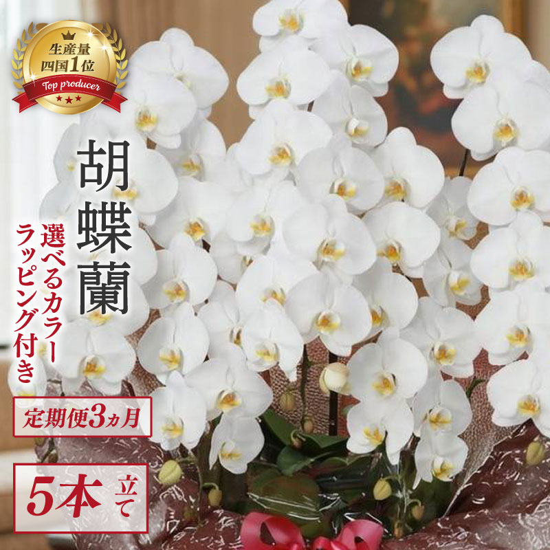 【ふるさと納税】 定期便3ヶ月 選べる1鉢 胡蝶蘭 5本立て ピンク 白 訳あり お花 花 はな フラワー ギフト 贈り物 プレゼント お祝い 記念日 開店祝い 就任祝い 贈答 開業祝い 洋蘭 フラワーアレンジメント インテリア 鑑賞 鉢 栽培 園芸 ガーデニング 花瓶 こちょうらん