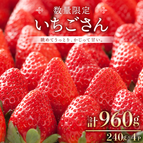 《先行予約》佐賀県産いちご「いちごさん」240g×4P 計960g! 【先行予約】2025年1月中旬より発送 A-66-AS