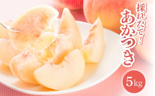 【2025年先行受付】 南信州産 桃 あかつき 約5kg 1箱 | 桃 もも あかつき 長野県 産地直送 ジューシー くだもの 果物 フルーツ デザート 長野県 飯田市
