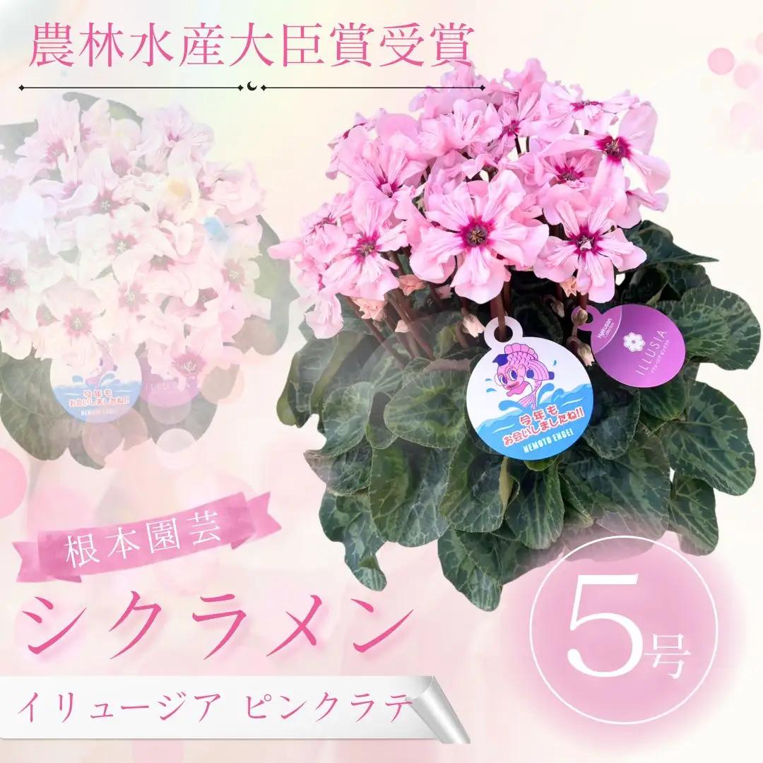 【先行予約】シクラメン イリュージア ピンクラテ 5号鉢 根本園芸 | シクラメン 農林水産大臣賞