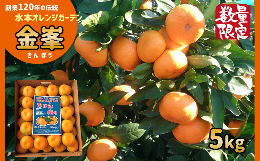 温州みかん 【 限定 50セット 】 高級品種 「 金峯 5kg 」 水本オレンジガーデン | フルーツ 果物 くだもの 柑橘 ミカン みかん 温州ミカン きんぽう 熊本県 玉名市