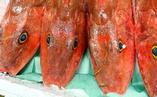 その時季その時季の旬の鮮魚を詰め合わせて発送致します。