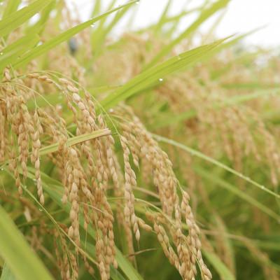 ふるさと納税 那須塩原市 那須塩原市産コシヒカリ 精米10kg |  | 02