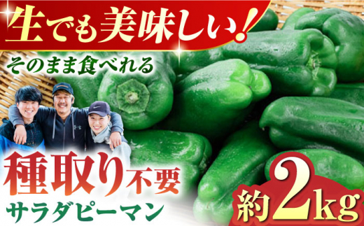 【先行予約】【6月下旬より順次発送】いちょうの畑 サラダピーマン 約2kg 野菜 ピーマン サラダ ぴーまん 生野菜 【農事組合法人いちょう】 [YDN011]