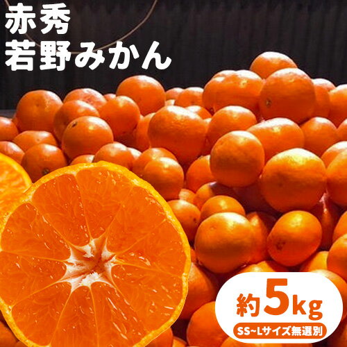 【ふるさと納税】 赤秀 若野みかん 約 5kg（サイズ無選別）《2026年12月上旬-2月中旬頃出荷》圦本悟農園 和歌山県 日高川町 旬 新鮮 果物 柑橘 フルーツ 国産 送料無料 ミカン みかん 温州みかん