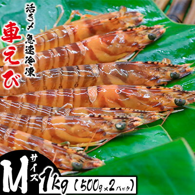 【ふるさと納税】活き〆急速冷凍車えび【Mサイズ】　1kg（500g×2パック） お刺身 塩焼き 天ぷら フライ 急速冷凍 エビ 鮮度 おせち 養殖 瞬間冷凍 甲殻類 海産物 うまみ 送料無料 海鮮 くるまえび 海老