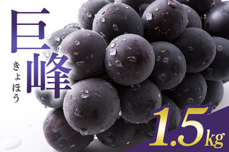 【 2026年 先行予約 】 巨峰 1.5kg ( 種あり ) 石田ぶどう園 4房 ～ 7房 国産 ぶどう ブドウ 果物 くだもの 葡萄 フルーツ 1.5キロ 9月 10月 発送 秋 旬 品種 茨城県産 産地直送 産直 農家直送 冷蔵 茨城県 石岡市 (A02-001)