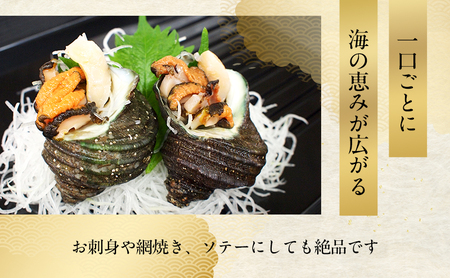 天然活アワビとサザエ （アワビ2～3個入り / サザエ4～5個入） 兵庫県 洲本市 淡路島