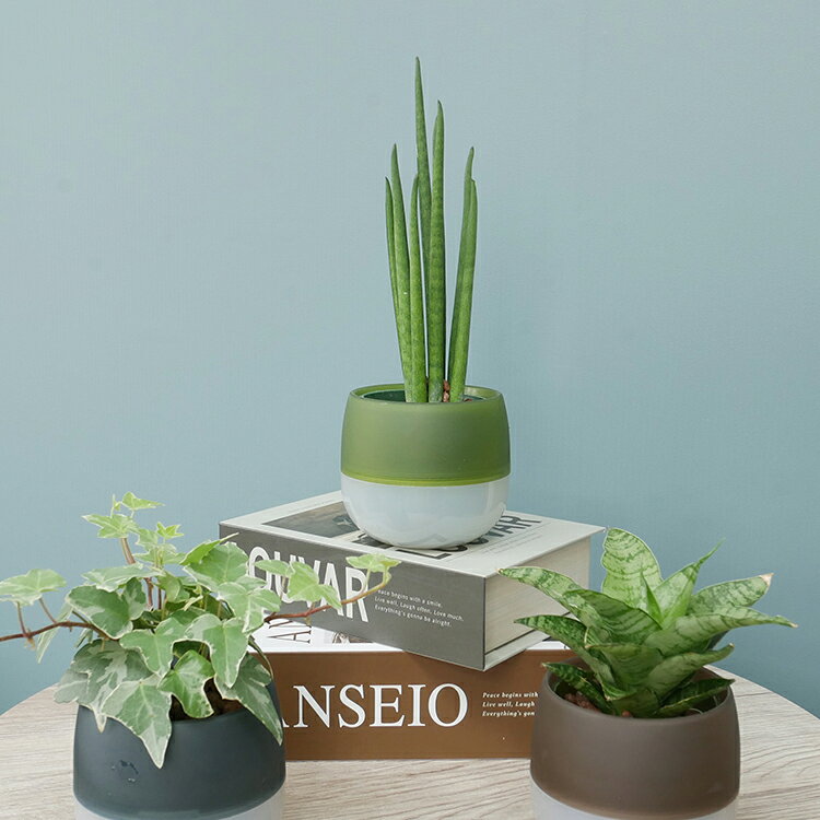 【ふるさと納税】 観葉植物 キュートビビアースカラー おまかせ 3個 セット [三浦園芸 愛知県 岡崎市 ok23bzw830019] 植物 ガーデン おしゃれ DIY オフィス 室内 インテリア