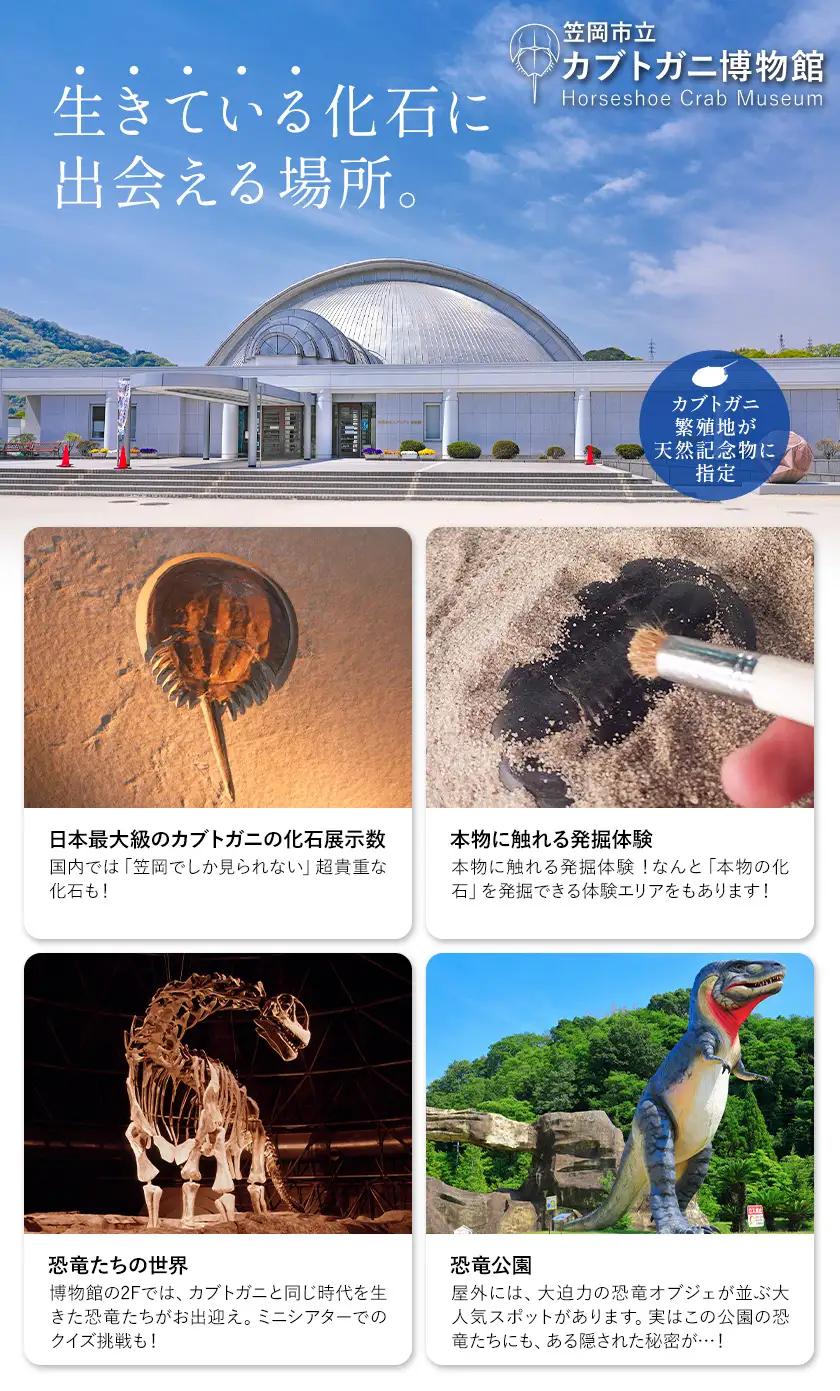 カブトガニに挟まれるツアー 記念品Tシャツ付き 2名 カブトガニ博物館