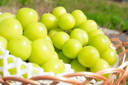 ＜2026年発送先行予約＞頬張る幸福感　～ 緑の宝石・シャインマスカット ～　3.0㎏以上 4～6房 ALPCV009