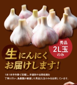 【 2026年先行予約 】農家厳選！南国の赤土で育んだ 沖永良部島産 生にんにく 2L玉 2kg【 3月下旬～4月下旬 】 W041-002u にんにく ニンニク 生ニンニク 野菜 期間限定 限定 先