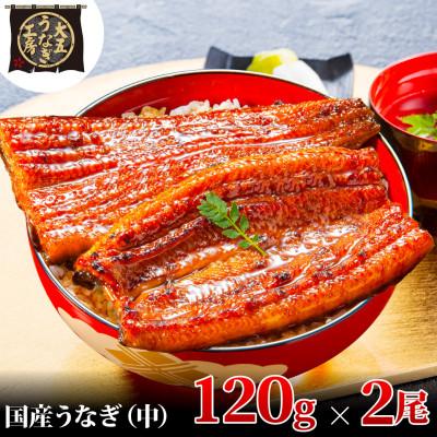 ふるさと納税 島田市 先行受付　【6月上旬より配送】　大五のうなぎ蒲焼　240g(120g×2尾)　国産うなぎ(中サイズ) | 