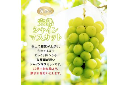 【期間限定発送】 シャインマスカット Aランク 6～9房 4.8kg