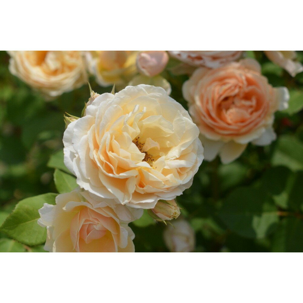 【ふるさと納税】【先行受付】バラ鉢苗　アンナ・フェンディ【2026年4月下旬より発送】河本バラ園