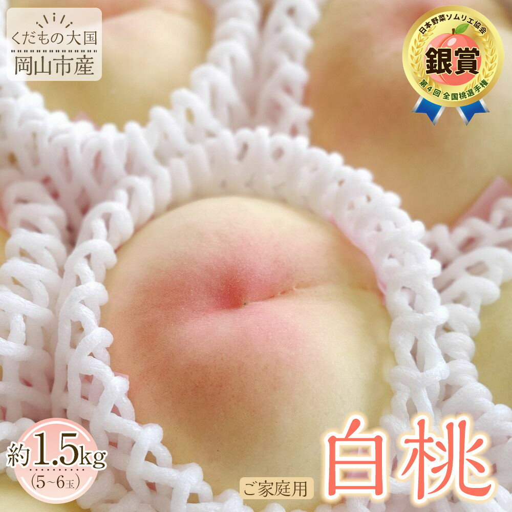 【ふるさと納税】岡山市産 白桃 ご家庭用 約1.5kg 5~6玉 ＜2026年7月上旬～8月下旬頃出荷＞ | 果物 くだもの フルーツ 先行受付 白桃 桃 モモ momo 岡山県 岡山 お取り寄せ 人気 おすすめ