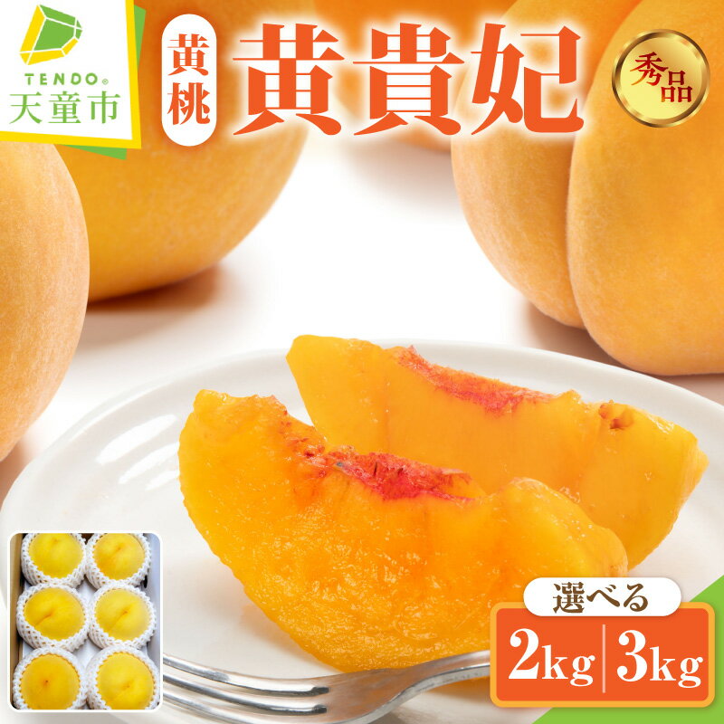 【ふるさと納税】もも ( 黄貴妃 ) 選べる 2kg / 3kg 先行予約 令和8年産 2026年産 黄桃 桃 ピーチ peach 果物 くだもの フルーツ デザート 旬 冷蔵 ご家庭用 のし 贈答 ギフト プレゼント お取り寄せグルメ 産地直送 送料無料 【 山形県 天童市 】