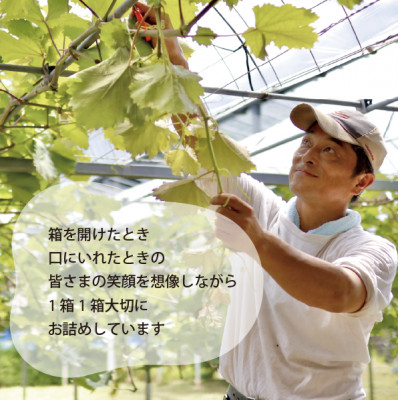 【厳選品】大粒シャインマスカット1房 700g～ (岡山県産) 果樹園厳選のシャインをお届け!【配送不可地域：離島・北海道・沖縄県】