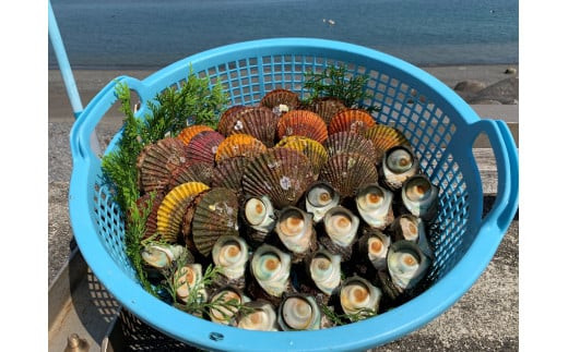 
            サザエ 2kg 檜扇貝 20個 特選 セット 伊勢志摩産 伊勢 志摩市 三重県 さざえ 桧扇貝 ヒオウギ貝 貝 新鮮 海鮮 バーベキュー 冷蔵 産地直送 BBQ キャンプ アウトドア 魚貝類 刺身 お造り 生 つぼ焼き ギフト 贈答 24000円 2万4千円
          