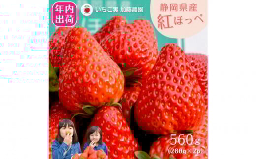 【先行予約受付中】【年内お届け！！】静岡県産いちご 紅ほっぺ 280g×2パック（1パック12～15粒） 冷蔵配送【配送不可：北海道・沖縄・離島】 苺 フルーツ