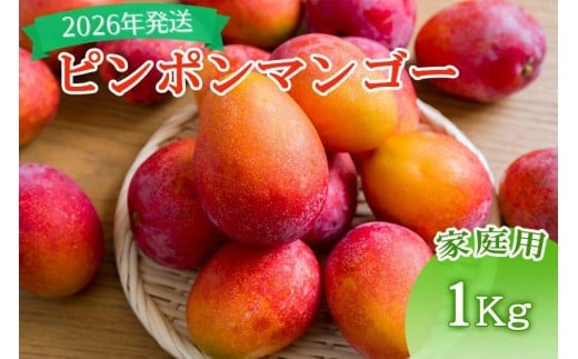 
            【先行予約】＜2026年発送＞いらぶ島マンゴー園　宮古島産“ピンポンマンゴー”家庭用 / 訳アリ(1kg）（HR02）
          