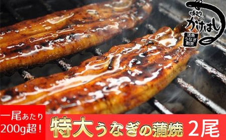 心に染みる「かけはし」の味 特大 うなぎの蒲焼き 2尾 鰻 