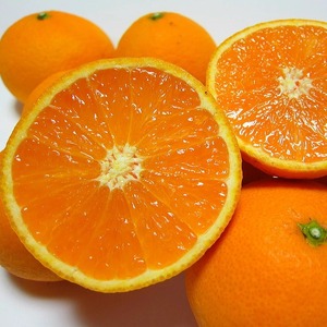 【先行予約】【春の美味】【農家直送】濃厚清見オレンジ（ご家庭用）約5kg ※2024年2月下旬～4月中旬頃に順次発送予定
