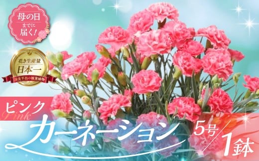 《母の日までにお届け》【ピンク】カーネーション 鉢植え 5号鉢 花 フラワー ギフト 母の日 贈り物 プレゼント 母 ママ お母さん ありがとう 感謝 贈答 鉢