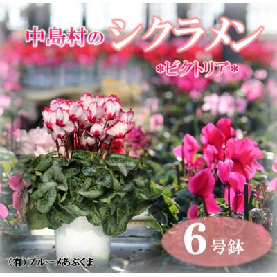 ふるさと納税 中島村 【先行予約】シクラメン6号鉢(ビクトリア)　ブルーメあぶくま