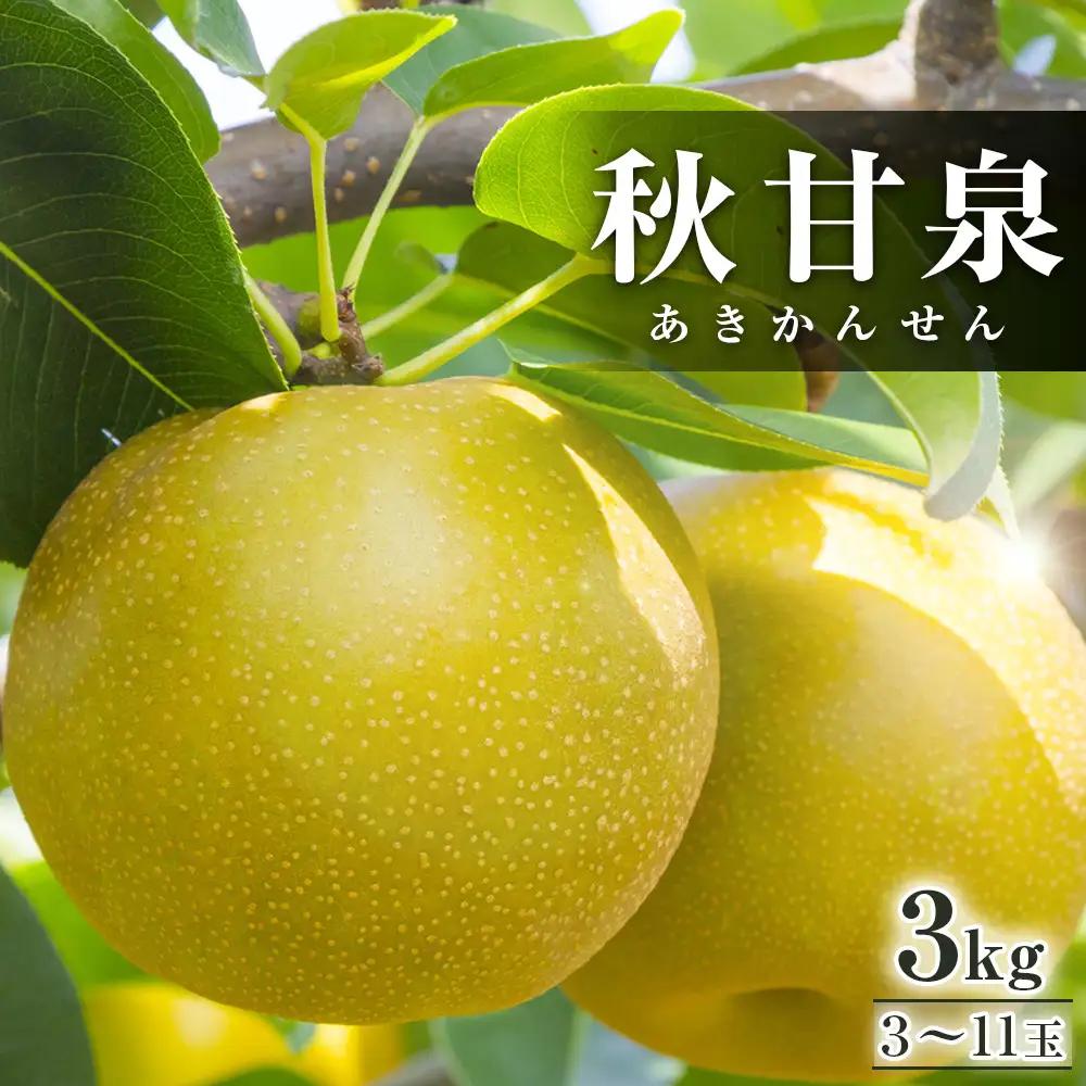 【先行予約】秋甘泉 3kg前後（3～11玉前後） ※2026年9月中旬～9月下旬頃に順次発送予定 梨