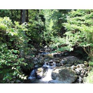 渓流釣り体験【大人1名入場券】【1672835】