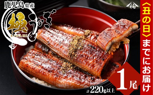 【丑の日までに配送】楠田の極うなぎ 蒲焼き1尾(220g以上) a3-249-us
