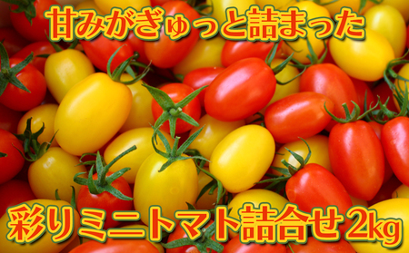 甘みがぎゅっと詰まった 宮城県大崎市鹿島台産 彩りミニトマト詰合せ 2kg