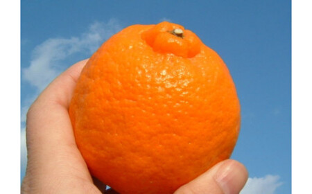 ポンカン 約8kg/サイズおまかせ　※2026年1月下旬～2026年2月下旬頃に順次発送予定(お届け日指定不可)　紀伊国屋文左衛門本舗　【kstb450B】