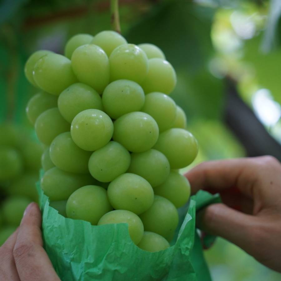 ＜HARETOMI＞特プレミアム「シャインマスカット」1房（700g）