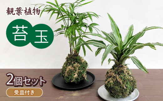 観葉植物 こけ玉 2個 セット 受皿 付き 苔玉 植物 盆栽 インテリア 雑貨 工芸品 装飾品 静岡県 藤枝市 ( 人気観葉植物 ふるさと納税観葉植物 ふるさと観葉植物 furusato観葉植物 おすすめ観葉植物 送料無料観葉植物 静岡県 藤枝市 )