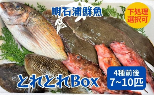 とれとれBox（4種前後 7～10匹）下処理なし[ 鮮魚 旬 詰合せ 簡単料理 ]