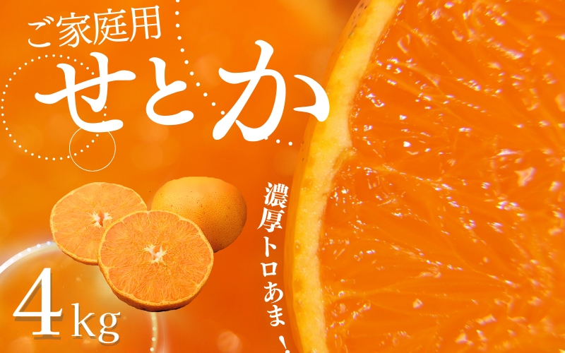 ご家庭用 たにぐち農園の せとか 4.5kg 大小混合【2026年3月から4月上旬までに順次発送】 / せとか せとか せとか せとか せとか せとか せとか せとか せとか せとか せとか せとか せとか せとか せとか せとか せとか せとか せとか せとか せとか せとか せとか せとか せとか せとか せとか せとか せとか せとか せとか せとか せとか せとか せとか せとか みかん みかん みかん みかん みかん【mtn012C】