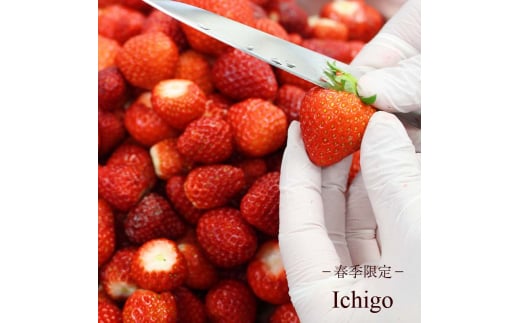 Hilo Homemade Ice Cream プレミアムアイスクリーム 130ml×12個 セット 神奈川 湘南 藤沢