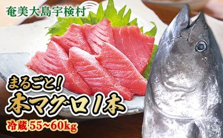 【 宇検村産 】 本マグロ 【1本 約 55 ~ 60 kg】 冷蔵 マグロ まぐろ 鮪 本鮪 本マグロ 養殖 内臓抜き 尾なし 姿 トロ 中トロ 中とろ 大トロ 大とろ 赤身 中落とし 刺身 カマ ほぼ まるごと 海鮮 お祝い パーティー 贈答 豪華 100万 百万