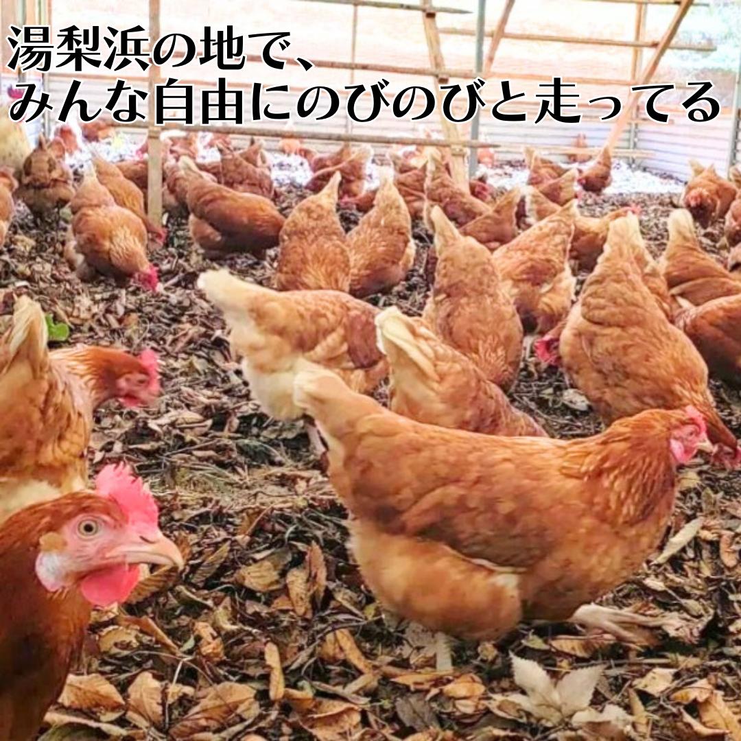 154J.平飼い鶏の『いのちのたまご』30個