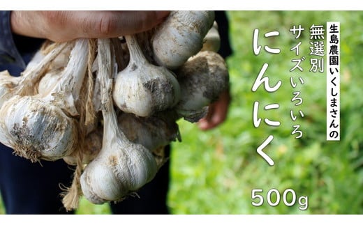 
            【先行予約】ニンニク 生島農園 いくしまさんのにんにく（500g）サイズ無選別 ｜ イタリアン 居酒屋メニュー 常備菜 多用途 ※離島への配送不可 ※2025年7月上旬頃～11月下旬頃までに順次発送予定
          