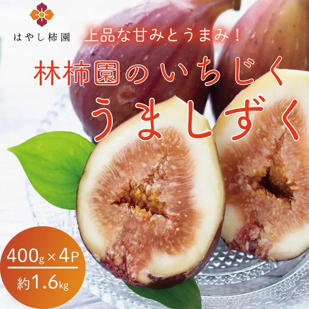 【先行予約】上品な甘みとうまみ！林柿園のいちじく うましずく400g×4P 約1.6kg | 無花果 イチジク 果物 くだもの フルーツ 生 甘い 朝ごはん 朝食 デザート お取り寄せ 国産 産直 岐阜県 瑞穂市 ※2026年8月～発送