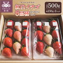 【ふるさと納税】 いちご 食べ比べ 採れたて フルーツ 紅白 6品種 約250g×2パック 冷蔵 ギフト 山梨 甲府市産 k222-009